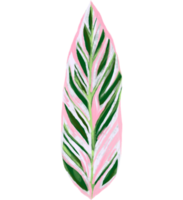 marantacées calathea tropical feuille illustration png