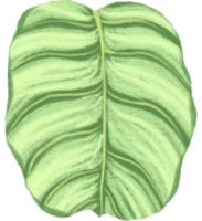 Marantaceae Calathea Tropical Leaf Illustration png