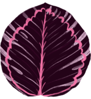 Marantaceae Calathea tropisch Blatt Illustration png