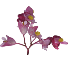 réaliste rose fleur png