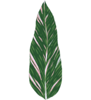 Marantaceae Calathea tropisch Blatt Illustration png