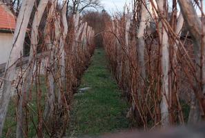 Winter or autumn vineyard without leaves, close up view of vineyard vine. Row spacing. Vineyard field photo