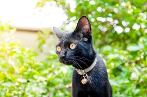 A black cat in community Black cat in autumn leaves close up photo , Animal portrait Black kitten