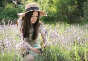 Young woman cutting bunches of lavender photo