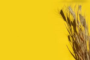 Yellow wheat ears on a yellow background photo