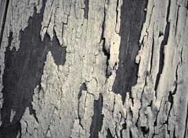 Wooden surface showing planks and grain textures in high resolution. photo