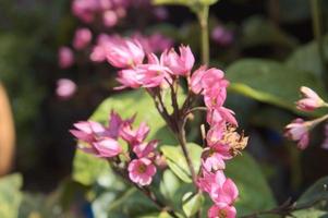 pink flowers blooming against blur garden background in sunny morning.  suitable for flower themes and backgrounds photo