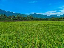 panoramic view of beautiful sunny day in rice fields with blue sky and mountains. photo