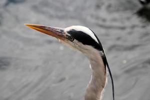 A view of a Grey Heron in the water in London photo