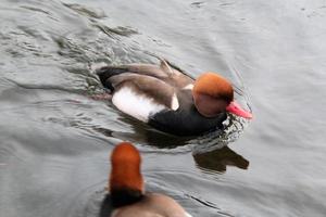 A close up of a Pochard Duck photo