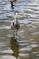 un ver de un gris garza en el agua en Londres foto