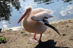 A view of a Pelican in London photo