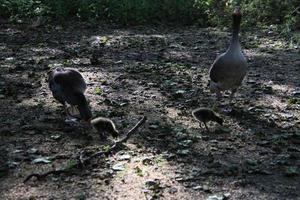 un ver de un Greylag ganso en Londres foto