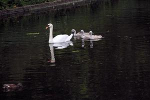 una vista de un cisne mudo en londres foto