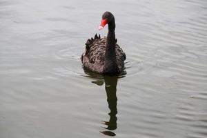 A close up of a Black Swan photo