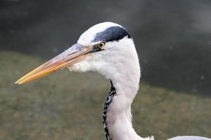 A view of a Grey Heron in the water in London photo