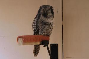 A close up of an Owl photo