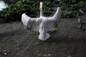 A view of a Pelican in London photo