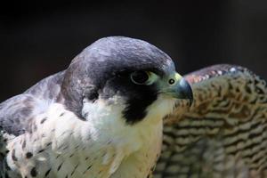 un primer plano de un halcón peregrino foto