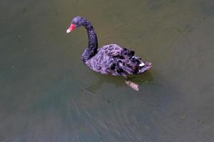 A close up of a Black Swan photo