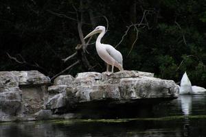 A view of some Pelicans on a rock in London photo