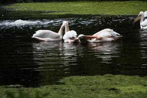 A view of some Pelicans in the water in London photo