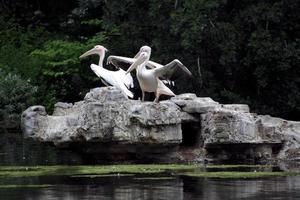 A view of some Pelicans on a rock in London photo