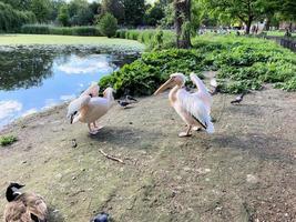 A view of a pair of Pelicans in London photo