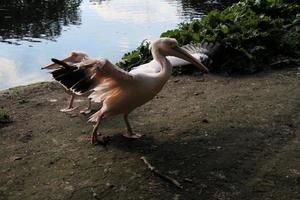 A view of a Pelican in London photo