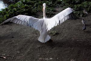 A view of a Pelican in London photo