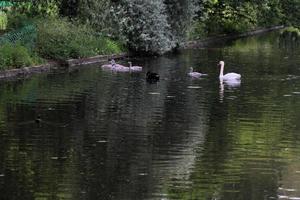 A view of a Mute Swan in London photo