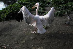 A view of a Pelican in London photo