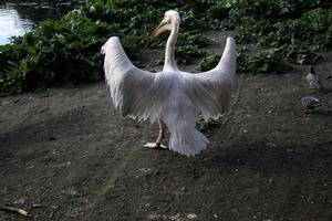 A view of a Pelican in London photo