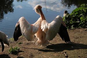 A view of a Pelican in London photo