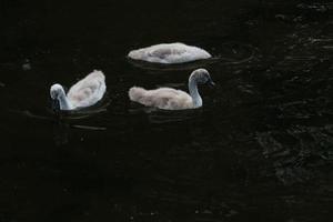 una vista de un cisne mudo en londres foto