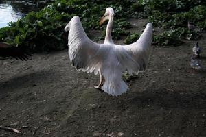 A view of a Pelican in London photo