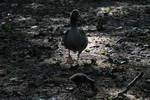 un ver de un Greylag ganso en Londres foto