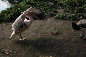 A view of a Pelican in London photo