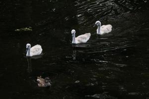 A view of a Mute Swan in London photo