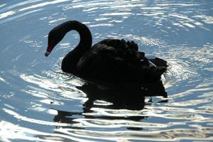 A close up of a Black Swan photo