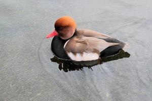 A close up of a Pochard Duck photo