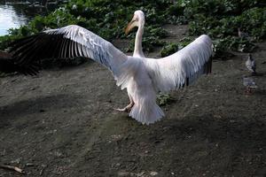 A view of a Pelican in London photo