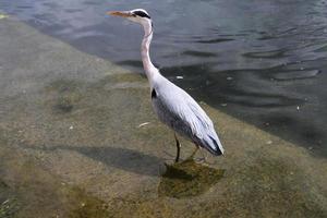 A view of a Grey Heron in the water in London photo