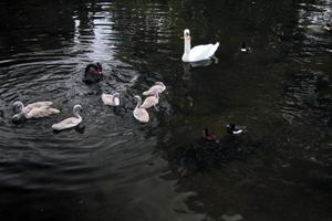 una vista de un cisne mudo en londres foto