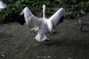 A view of a Pelican in London photo