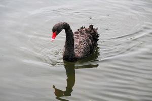 A close up of a Black Swan photo