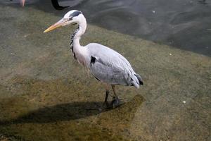 un ver de un gris garza en el agua en Londres foto