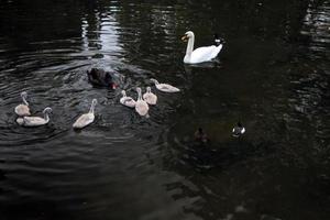 A view of a Mute Swan in London photo