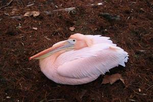 A close up of a Pelican photo