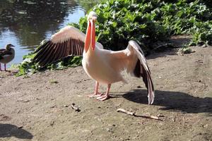 A view of a pair of Pelicans in London photo